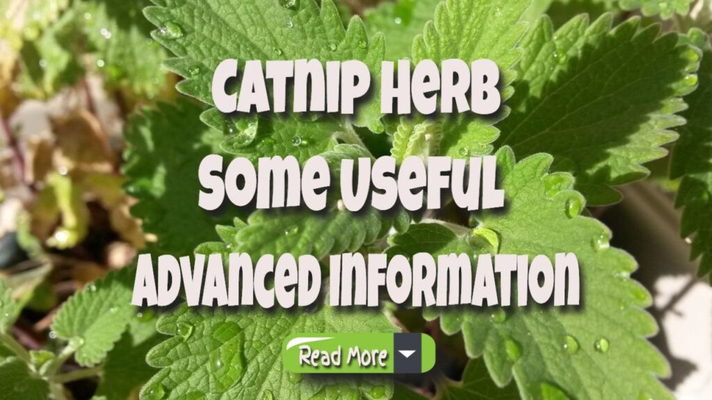 Catnip Herb – Some Useful Advanced Information