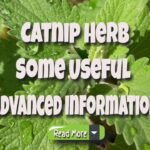 Catnip Herb – Some Useful Advanced Information