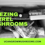 Freezing Morrel Mushrooms – Freeze-Drying Morrel Mushrooms