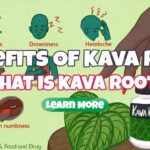 The Benefits of Kava Root – What Is Kava Root?