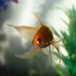 How should I care for and keep my goldfish?