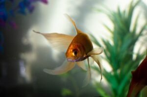 How should I care for and keep my goldfish?