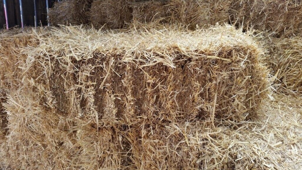 Barley Straw Bales and their many uses – 100% Natural