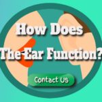 How Does the Ear Function?