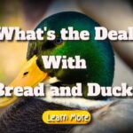 What’s The Deal With Bread And Ducks?