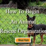 How to Begin an Animal Rescue Organization