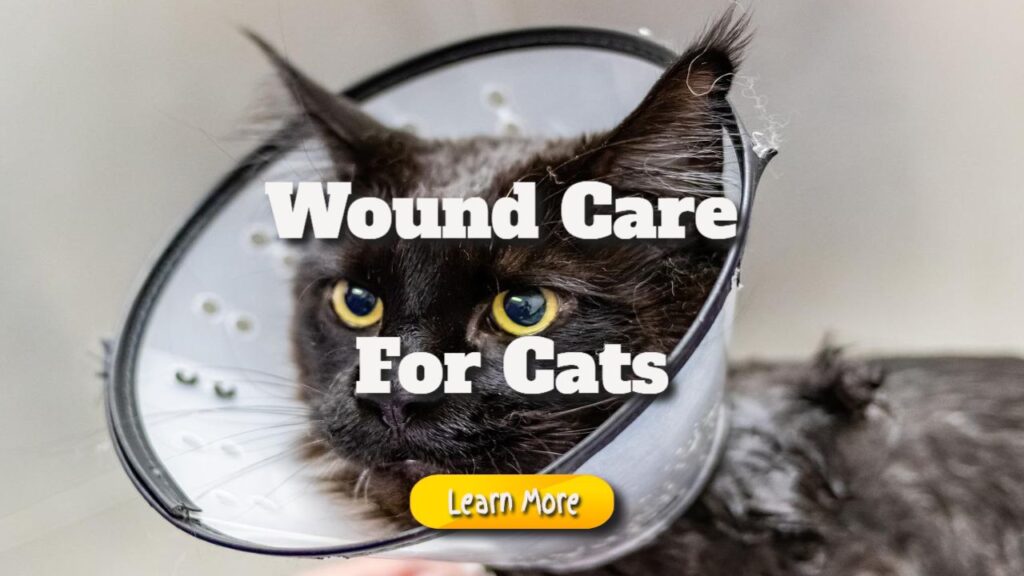 Wound Care for Cats: What You Need to Know