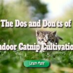 The Dos and Don’ts of Indoor Catnip Cultivation