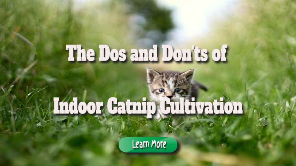 The Dos and Don’ts of Indoor Catnip Cultivation