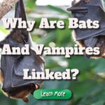 Why Are Bats and Vampires so Inextricably Linked?