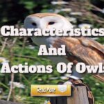 Characteristics and Actions of Owls