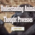 How Close Are We to Understanding Animal Thought Processes