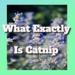 What Does Catnip Consist Of? What Exactly Is Catnip