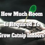 How Much Room Is Required To Grow Catnip Indoors?