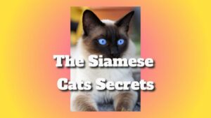 The Siamese Cats Secrets