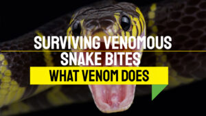 Surviving Snake Venom: Unraveling The Impact