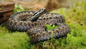 european-adder