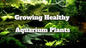 Growing Healthy Aquarium Plants