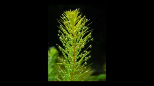 plant in aquarium