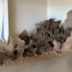 The Importance Of Termite Inspections For Sydney Home Owners