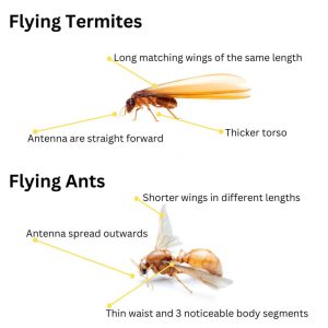 Termite Control: Your Essential Plan for Flying Pests