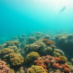 Scuba Diving Adventures: The Ultimate Guide to Belize